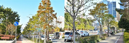 ‘해운대 해변로 명품 가로수길’이 가로수 부문 최우수상에 선정되었다.(사진출처=부산시) ‘해운대 해변로 명품 가로수길’이 가로수 부문 최우수상에 선정되었다.(사진출처=부산시)