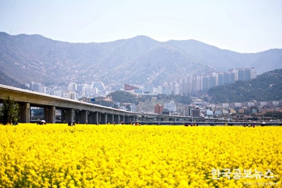 제9회 부산낙동강 유채꽃 축제가 4월 1일부터 한 달 동안 비대면 축제로 개최된다.(사진출처=부산시) 제9회 부산낙동강 유채꽃 축제가 4월 1일부터 한 달 동안 비대면 축제로 개최된다.(사진출처=부산시)
