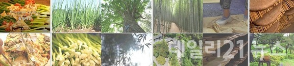 좌측부터 부산의 소리 _ 1편 동래파전, 부산의 소리 _ 2편 기장 아홉산 숲, 부산의 소리 _ 3편 금정산성 막걸리.(출처=부산시) 좌측부터 부산의 소리 _ 1편 동래파전, 부산의 소리 _ 2편 기장 아홉산 숲, 부산의 소리 _ 3편 금정산성 막걸리.(출처=부산시)