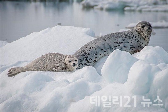 점박이물범.(출처=NOAA Fisheries) 점박이물범.(출처=NOAA Fisheries)