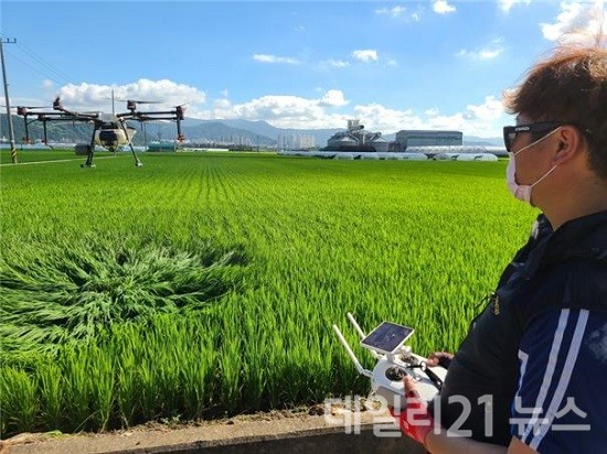 부산 청년농업인 드론영농단의 병해충 방제모습.(출처=부산시) 부산 청년농업인 드론영농단의 병해충 방제모습.(출처=부산시)