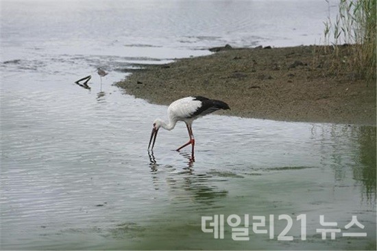 천연기념물 ‘황새’.(출처=부산시 낙동강관리본부) 천연기념물 ‘황새’.(출처=부산시 낙동강관리본부)