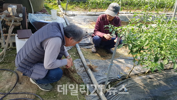밀양농업119 농업현장기술팀이 고추 습해 피해농가에 방문해 현장지도를 하고 있다./사진=밀양시 제공 밀양농업119 농업현장기술팀이 고추 습해 피해농가에 방문해 현장지도를 하고 있다./사진=밀양시 제공